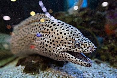 爆款科幻生存游戏《Astroneer》（异星探险家）首部扩展包Glitchwalkers现已正式推出